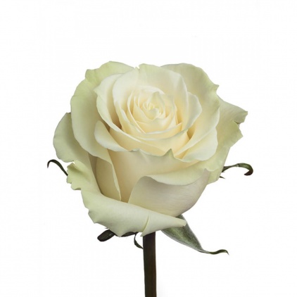 Роза Мондиаль, 60 см