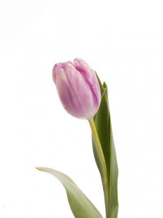 Тюльпан в ассортименте